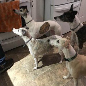 Meet your Posher, Terry